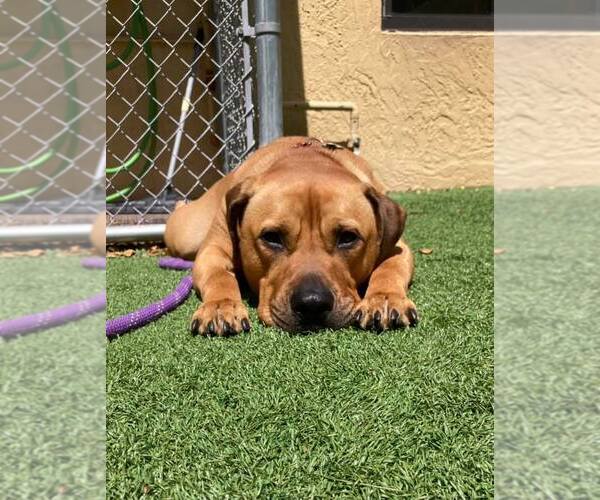 Medium Photo #35 Labrador Retriever-Unknown Mix Puppy For Sale in Pompano Beach , FL, USA