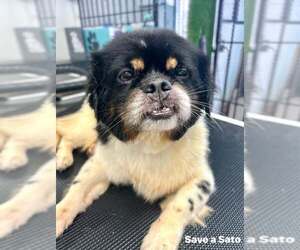 Shinese Dogs for adoption in Tenafly, NJ, USA