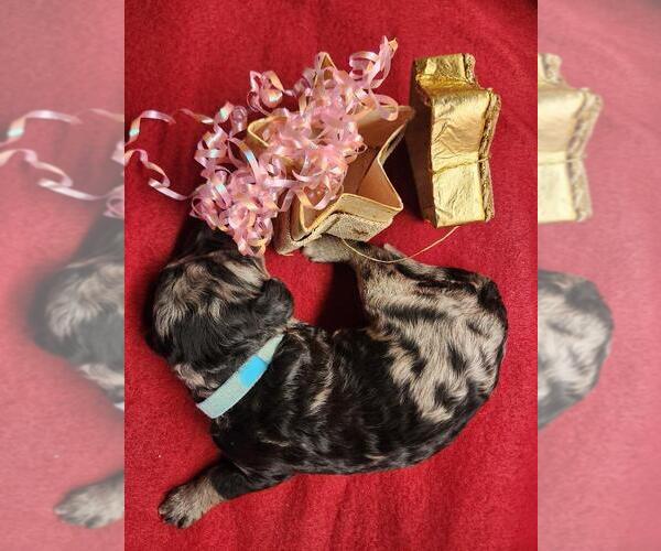 Medium Photo #5 Goldendoodle Puppy For Sale in JACKSONVILLE, FL, USA