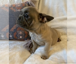 French Bulldog Puppy for sale in JOHNS ISLAND, SC, USA