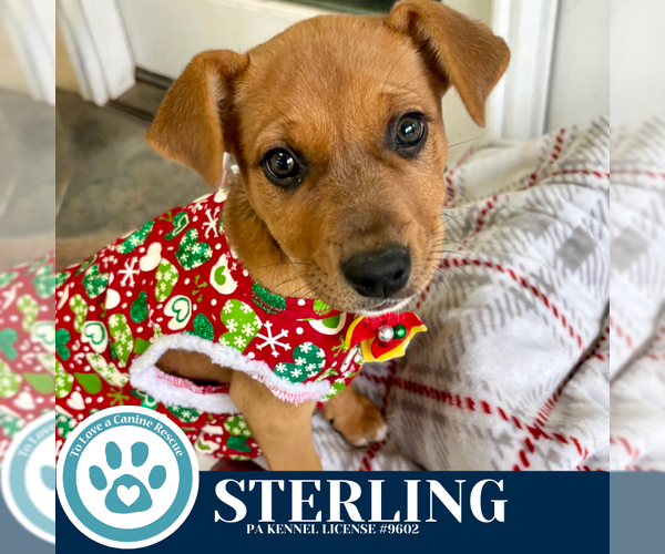 Medium Photo #2 Carolina Dog-Unknown Mix Puppy For Sale in Kimberton, PA, USA