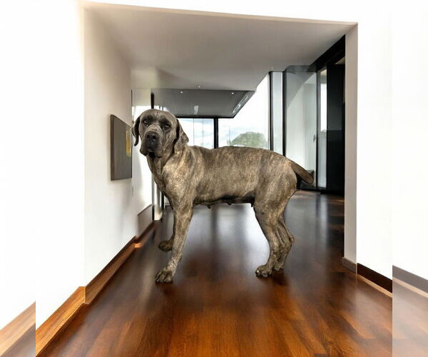 Medium Photo #2 Mutt Puppy For Sale in Goodyear, AZ, USA