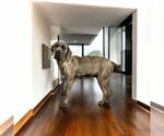 Small #1 Mutt