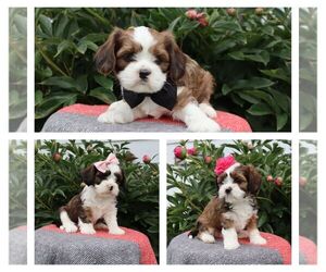 Cava-Tzu Litter for sale in THORP, WI, USA