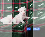 Small #1 American Pit Bull Terrier Mix
