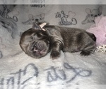 Small Photo #51 French Bulldog Puppy For Sale in MIMS, FL, USA