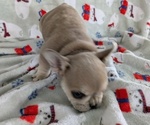 Small #3 French Bulldog