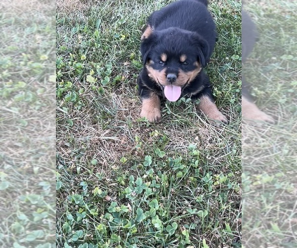 Medium Photo #9 Rottweiler Puppy For Sale in BULLS GAP, TN, USA