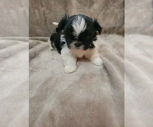 Shih Tzu Puppy for sale in UNIVERSITY CITY, MO, USA