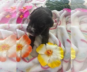 Medium Schnauzer (Miniature)