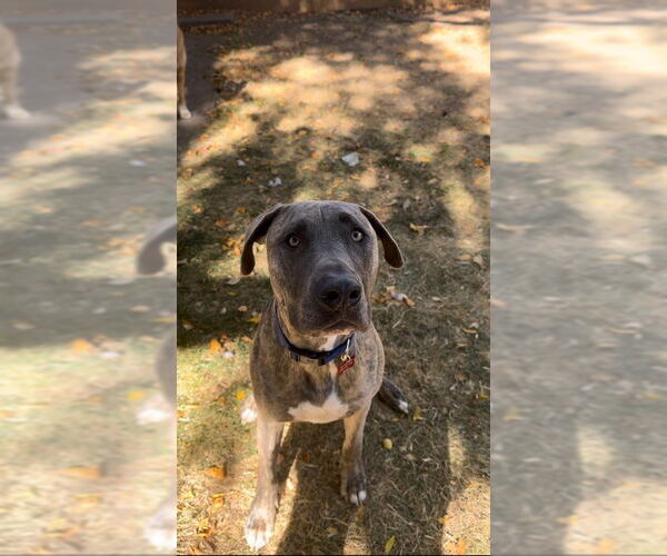 Medium Photo #2 Great Dane-Unknown Mix Puppy For Sale in Fort Collins, CO, USA
