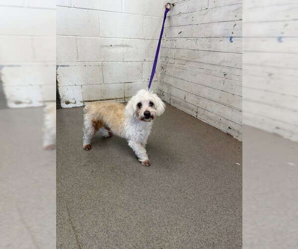 Medium Photo #1 Maltipoo (Miniature) Puppy For Sale in San Bernardino, CA, USA