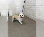 Small Maltipoo (Miniature)