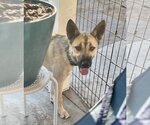 Small #3 Australian Kelpie Mix