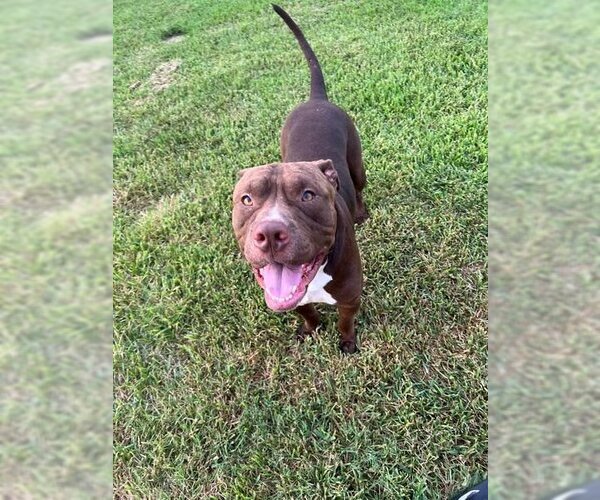 Medium Photo #7 American Pit Bull Terrier Puppy For Sale in Shreveport, LA, USA