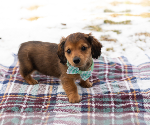 Medium Photo #4 Dachshund Puppy For Sale in BREMEN, IN, USA