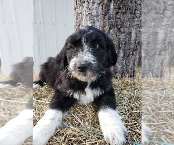 Medium Photo #2 Aussiedoodle Puppy For Sale in COLUMBUS, OH, USA