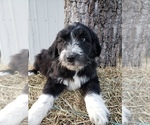 Small Photo #2 Aussiedoodle Puppy For Sale in COLUMBUS, OH, USA