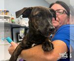 Small #2 Dachshund-Pointer Mix