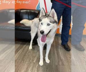 Siberian Husky Dogs for adoption in Carrollton, TX, USA