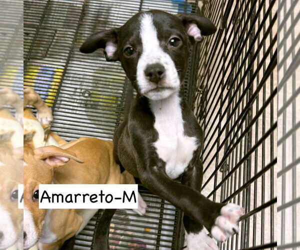 Medium Photo #1 American Boston Bull Terrier Puppy For Sale in GILBERTS, IL, USA