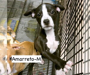 Mutt Dogs for adoption in GILBERTS, IL, USA