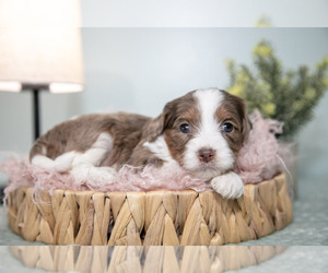 Cavapoo Litter for sale in NAPPANEE, IN, USA
