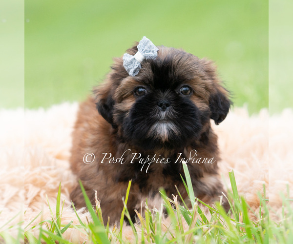 Medium Photo #22 Shih Tzu Puppy For Sale in WARSAW, IN, USA