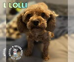 Small #7 Cavalier King Charles Spaniel Mix