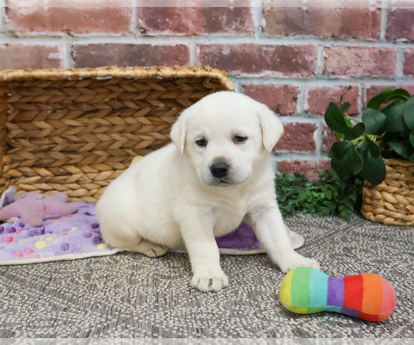 Medium Photo #2 Labrador Retriever Puppy For Sale in SYRACUSE, IN, USA