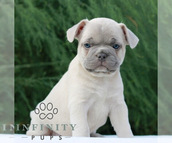 Medium Photo #3 French Bulldog Puppy For Sale in NEWMANSTOWN, PA, USA