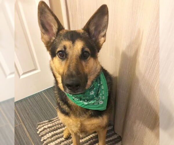 Medium Photo #3 German Shepherd Dog Puppy For Sale in Millburn, NJ, USA