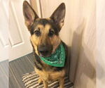 Small #2 German Shepherd Dog