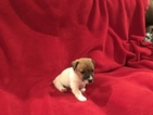 Small Photo #1 Jack Russell Terrier Puppy For Sale in INTERLAKEN, NY, USA