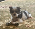 Puppy Puppy 2 Yorkshire Terrier