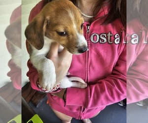 Australian Shepherd-Beagle Mix Puppy for sale in WATERFORD, PA, USA