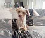 Small Photo #2 Mal-Shi Puppy For Sale in Holly Springs, NC, USA
