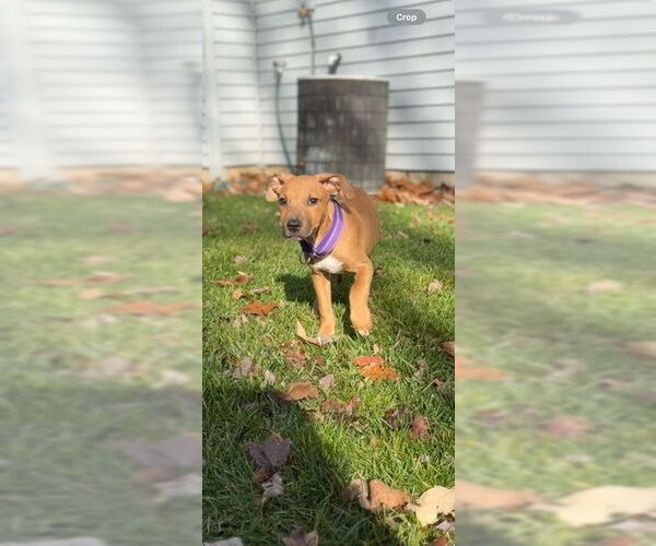 Medium Photo #11 American Pit Bull Terrier-Labrador Retriever Mix Puppy For Sale in Brewster, NY, USA