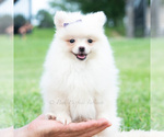 Puppy Sophia Pomeranian
