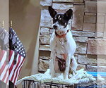 Small Photo #4 Rat Terrier Puppy For Sale in Atlanta, GA, USA