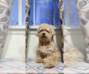 Maltipoo Puppy for sale in SAINT PETERS, MO, USA
