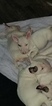 Small Photo #105 Bull Terrier Puppy For Sale in JACKSON, MI, USA