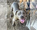 Small #1 American Pit Bull Terrier