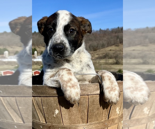 Medium Photo #5 Australian Cattle Dog-Red Heeler Mix Puppy For Sale in HILLSBORO, WI, USA