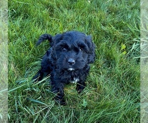 Cavapoo Puppy for sale in AIRWAY HEIGHTS, WA, USA