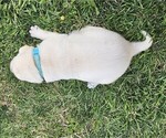 Small Photo #7 Labrador Retriever Puppy For Sale in CEDAREDGE, CO, USA