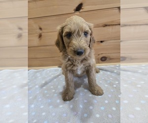 Labradoodle Puppy for sale in WILLIAMSTOWN, KY, USA