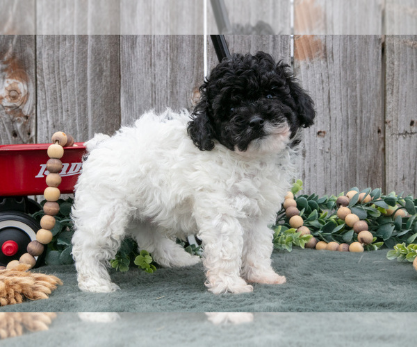 Medium Photo #8 Poodle (Toy) Puppy For Sale in HOWE, IN, USA