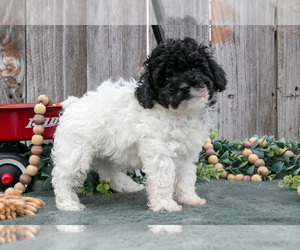 Medium Poodle (Toy)