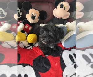 Havanese Puppy for sale in LIVONIA, MI, USA